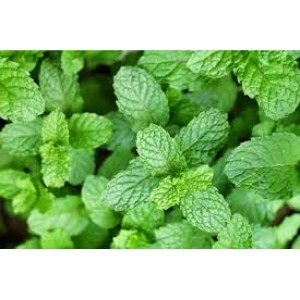 SPEARMINT | 60ml SALT NIC| 25mg (Lix)